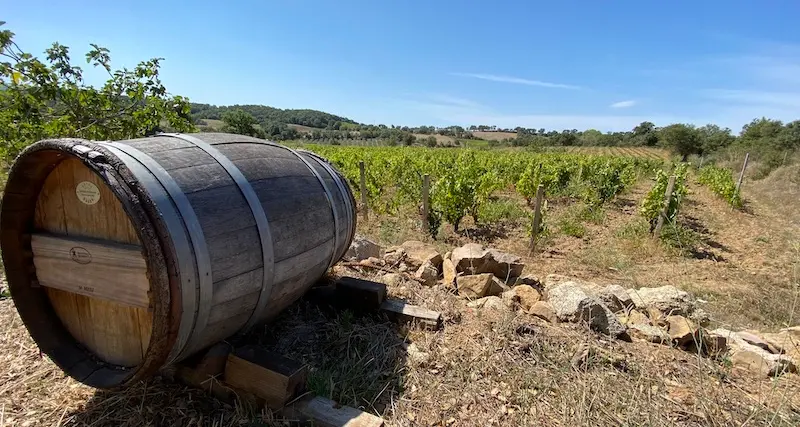 Il vino e la Sardegna: un importante elemento di identità e di storia