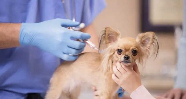 Chip Day, microchip gratuito e iscrizione all’anagrafe canina: l’iniziativa del Comune