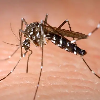 Febbre del Nilo, aumentano i casi a Oristano: le raccomandazioni