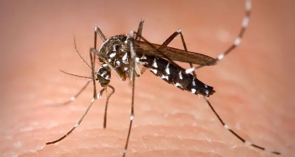 Caldo torrido e zanzare tigre: ecco come difendersi