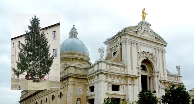 Il regalo speciale della Sardegna ai frati di Assisi: ecco il grande albero di Natale