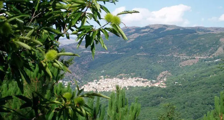 Sa carapigna di Aritzo: tra “barriles” e “niargios”. Storia di una prelibatezza nascosta fra i monti della Sardegna.