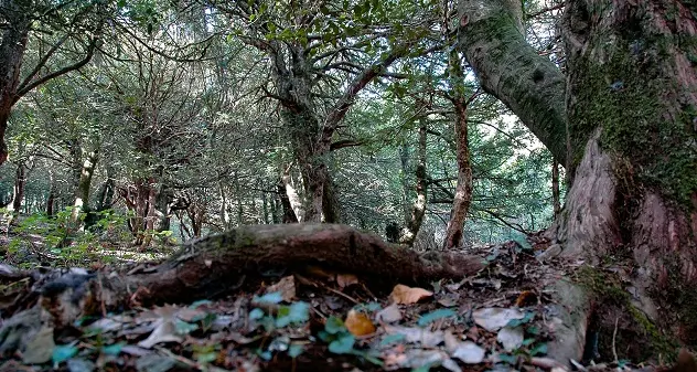 Dalla Regione 172mila euro per la tutela degli alberi monumentali