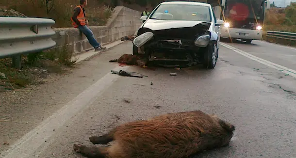 Incidente a causa del cinghiale? Spetta alla Regione risarcire i danni perché non ha fatto nulla per evitarlo