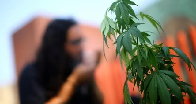 Cannabis, l'Onu la riconosce come sostanza terapeutica