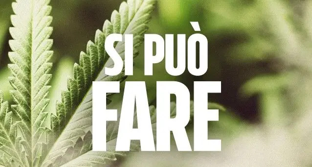 Cannabis. No alla legalizzazione a scopi ludici e terapeutici