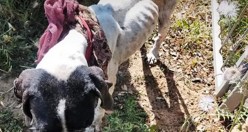 Oristano: guardie zoofile dell'Oipa salvano una pointer pelle e ossa