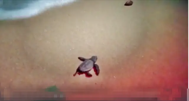 Anche l’ultima piccola tartaruga Caretta Caretta ha ‘sgambettato’ verso il mare. Il bellissimo video