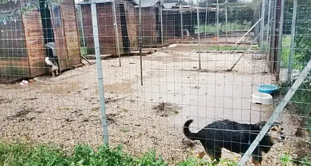 Sos per i cani in mezzo all’acqua, l’appello dal rifugio “Gli amici di Susy”