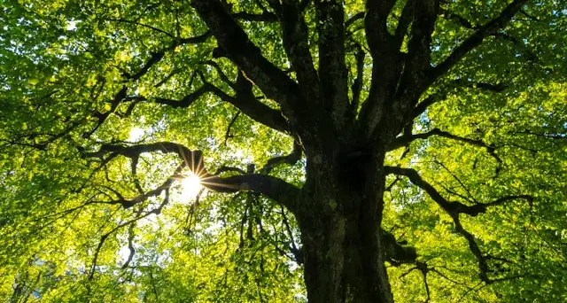 Riforestazione, 4.000 piante messe a dimora a Olbia e Uta