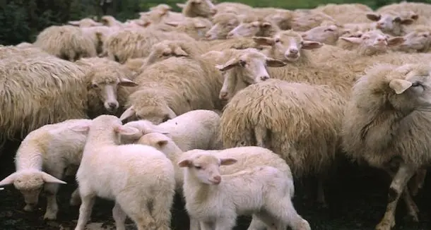 Assemblee online Consorzio tutela dell'agnello sardo per approvazione bilancio