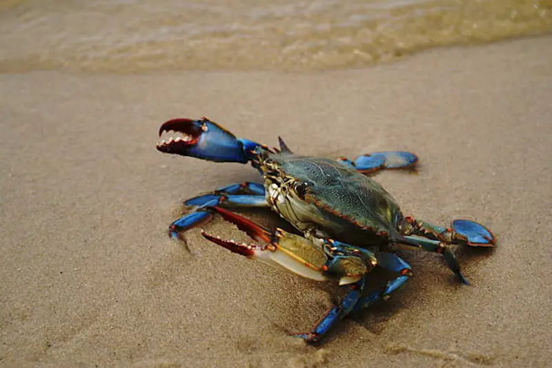 Blue Crab 347