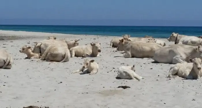 Mucche al mare, la transumanza arriva in spiaggia