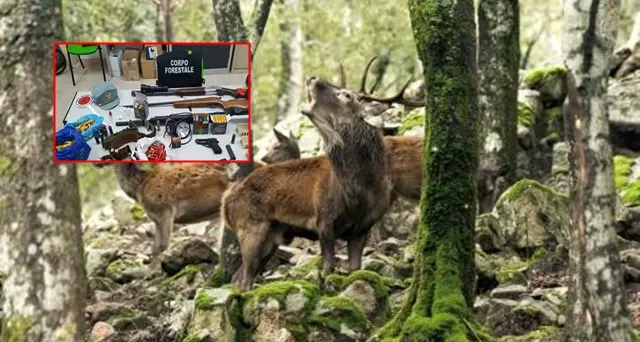 Gutturu Mannu, cacciatore di frodo scoperto dai Forestali: aveva appena macellato due cervi