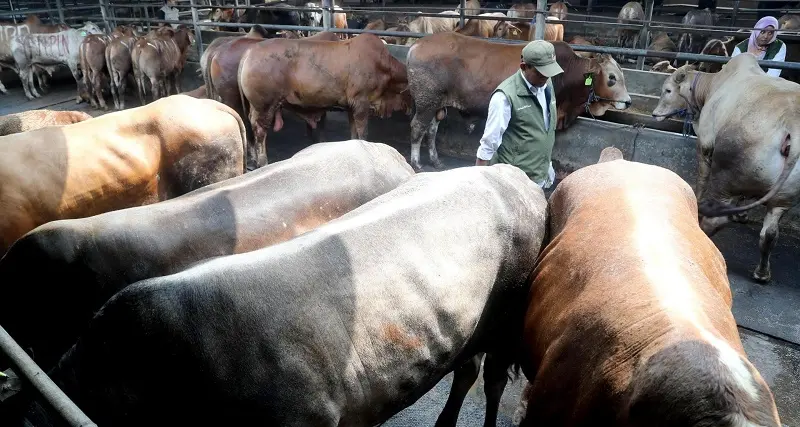 Nuovo collegamento dal porto di Olbia per il trasporto di animali vivi