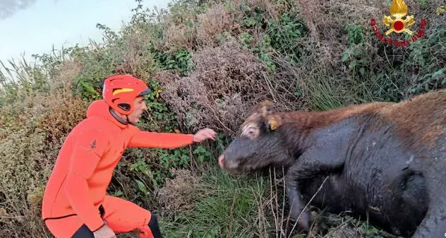 Torralba. Vigili del fuoco salvano un bovino intrappolato in un corso d'acqua