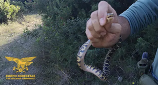 Spavento a Selargius per un serpente in strada: interviene la Forestale