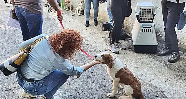 Tutti in fila ordinatamente per ‘microchippare’ il proprio cane: Sestu risponde positivamente