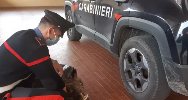 Arbus. Cacciatori di frodo: denunciati zio e nipote