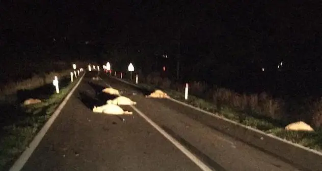 Guasila. Due auto travolgono un gregge: illesi i conducenti, una decina le pecore morte