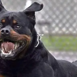Il rottweiler della nonna aggredisce i nipotini di 10 e 8 anni: choc a Lavinio