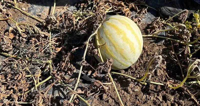 La siccità mette in ginocchio le aziende in Sardegna. “Subito lo stato di calamità”