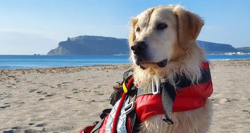 Due turisti danesi soccorsi dal cane Aro a Badesi