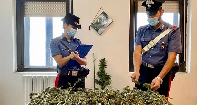 Ulassai. Coltivava piante di marijuana: arrestato 30enne