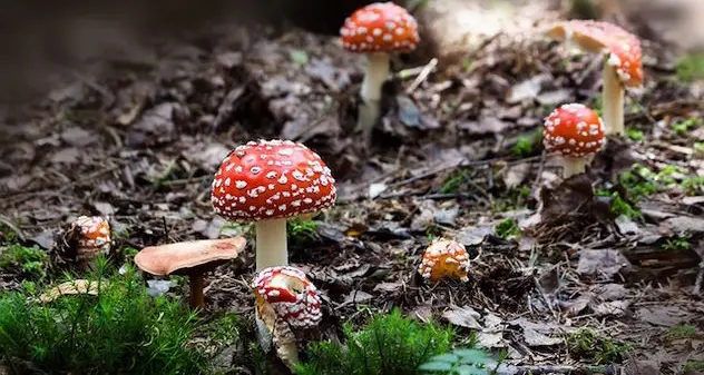 Funghi velenosi: in tre in ospedale