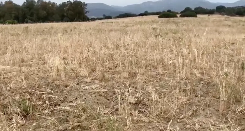 Siccità. Coldiretti: “Dichiarazione di calamità naturale in fortissimo ritardo”
