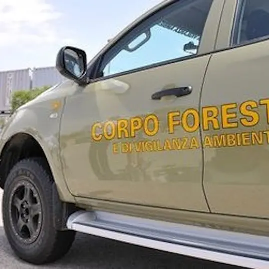 Incendio per vendetta nel Sulcis, due uomini arrestati dalla Forestale