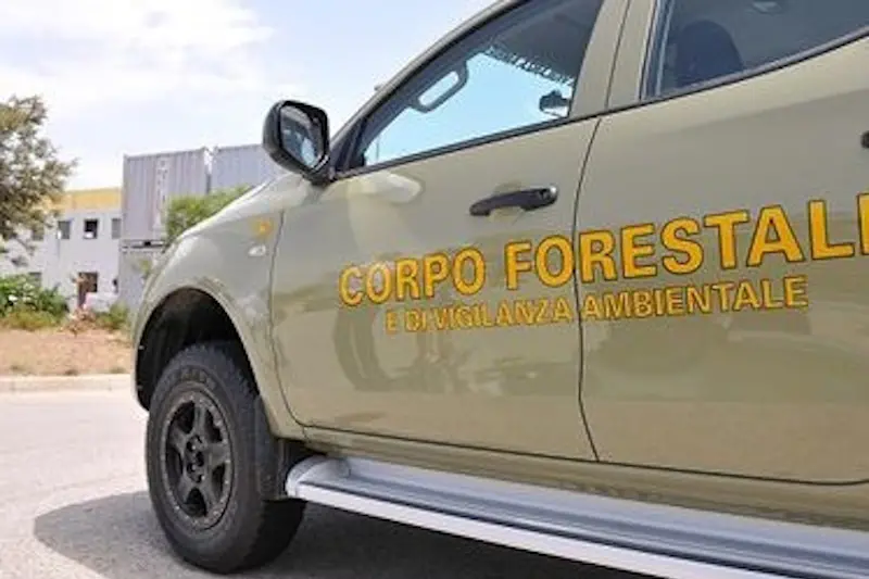 <p>Corpo forestale </p>\\n