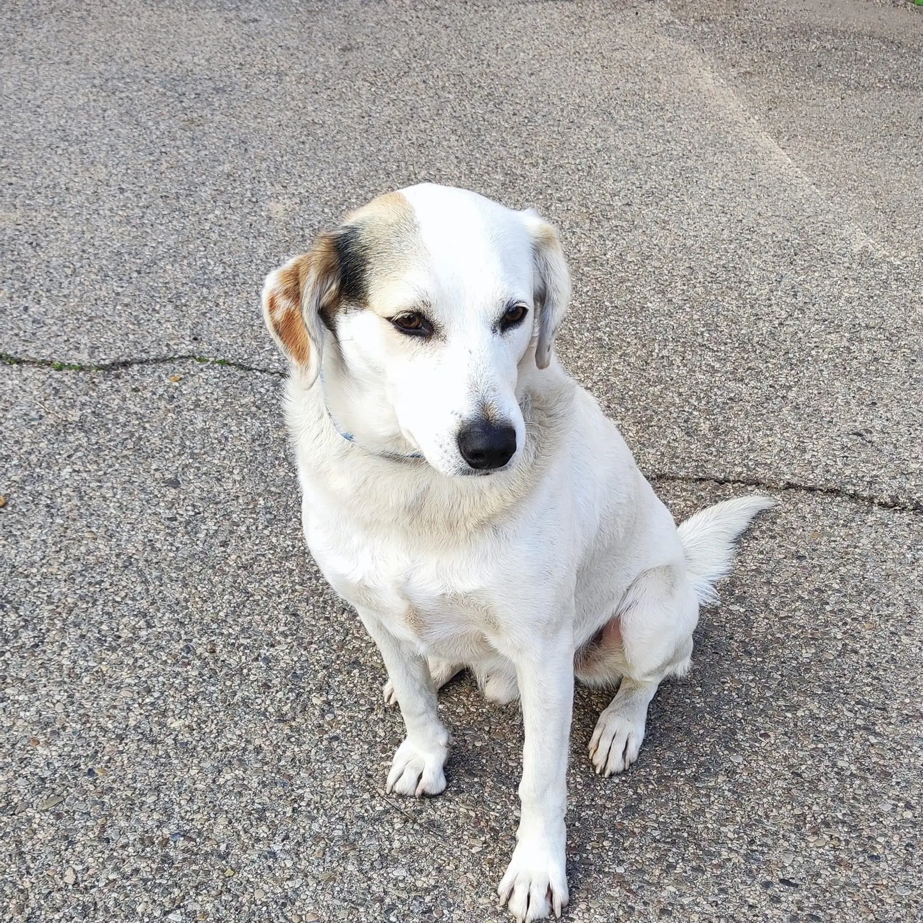 Ancora nessuna traccia di Macchia, il cane amico dei pellegrini
