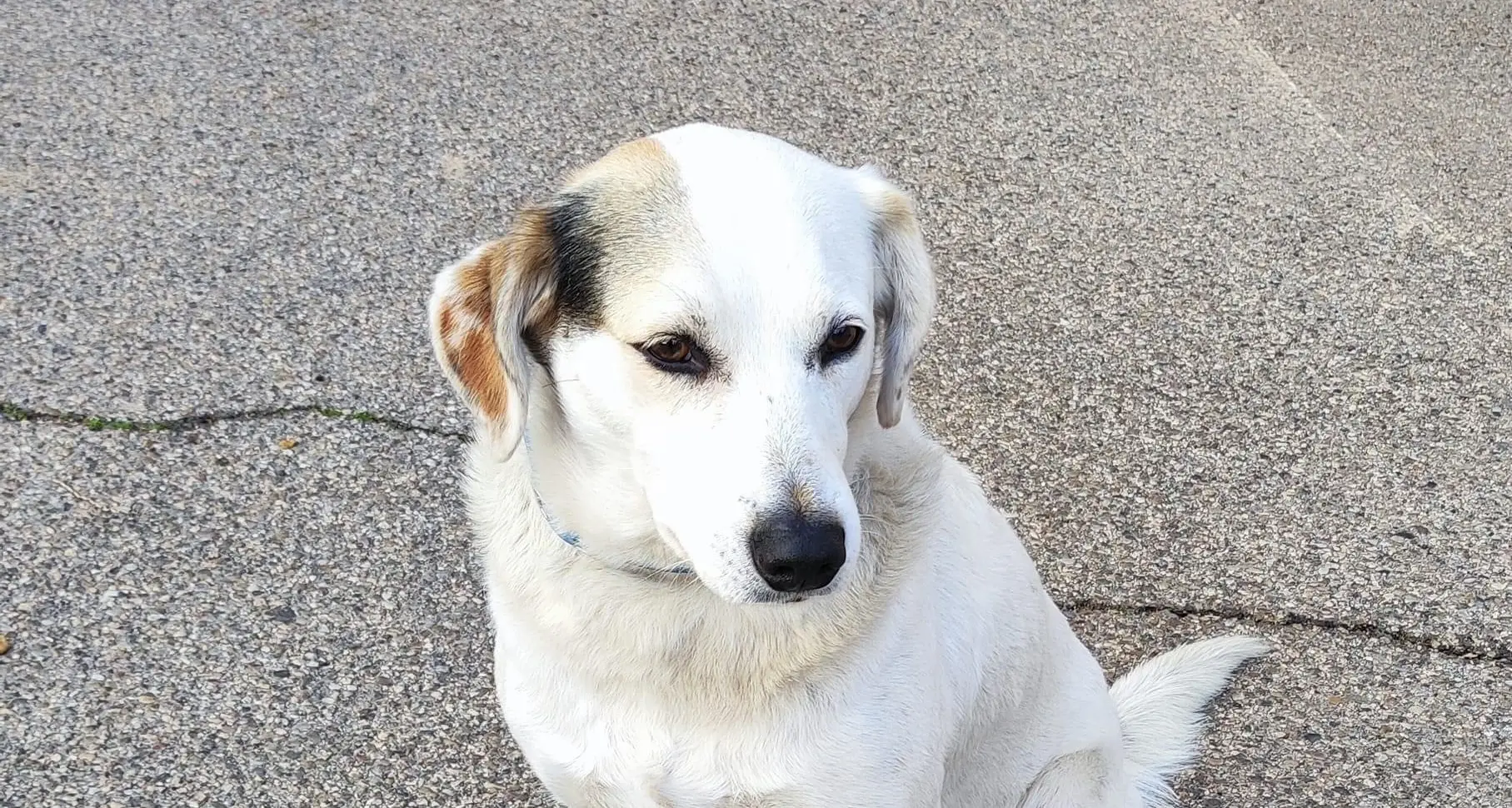 Ancora nessuna traccia di Macchia, il cane amico dei pellegrini