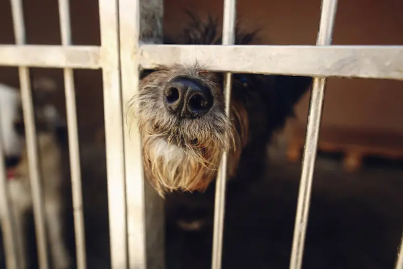 cute little dog puppy ponting nose in shelter cage, sad emotional moment, adopt me concept, space for text