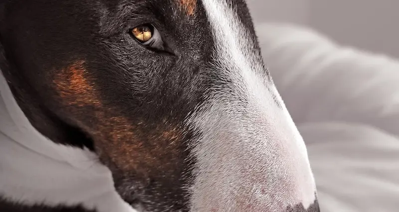 Bimba di 11 mesi azzannata da un Bull Terrier, il padre la salva ferendo il cane