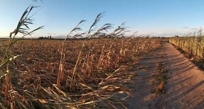 Siccità: il Comune di Sassari dichiara lo stato di calamità naturale