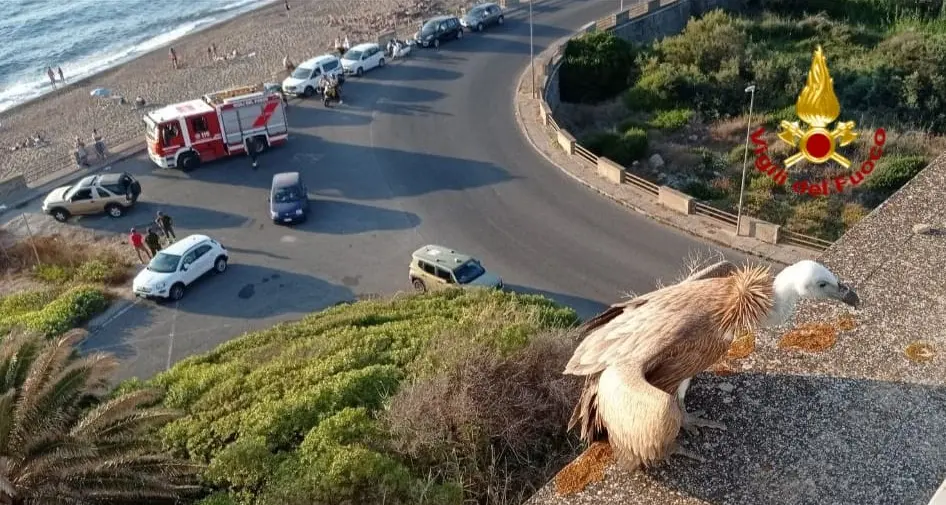 Grifone disidratato e stremato salvato dai Vigili del fuoco