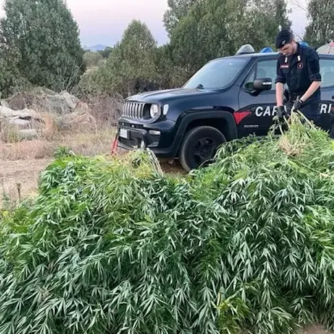 Sestu. Carabinieri scoprono piantagione di marijuana, 38enne nei guai