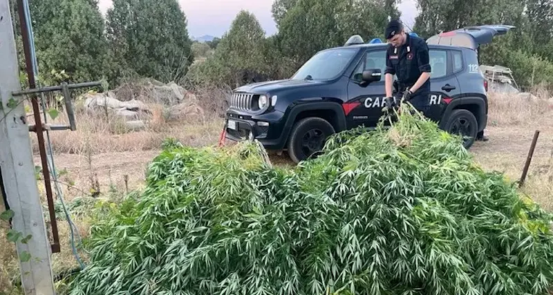 Sestu. Carabinieri scoprono piantagione di marijuana, 38enne nei guai