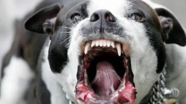 Bimba di 2 anni aggredita e ferita al volto dal pitbull del vicino