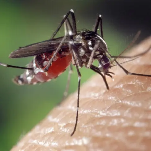 West Nile, nuovo caso a Paulilatino: 31 contagi nell’Oristanese