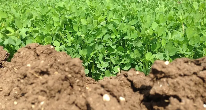 Bracciante agricolo muore sul lavoro per il caldo