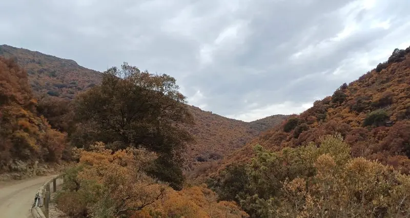 Emergenza siccità e foreste a rischio in Sardegna, i pastori lanciano l’allarme