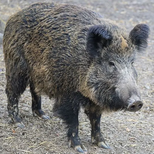 Sta bene il bimbo morso da un cinghiale sull'Isola di Spargi