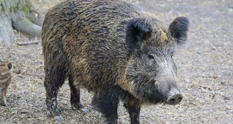 Sta bene il bimbo morso da un cinghiale sull'Isola di Spargi