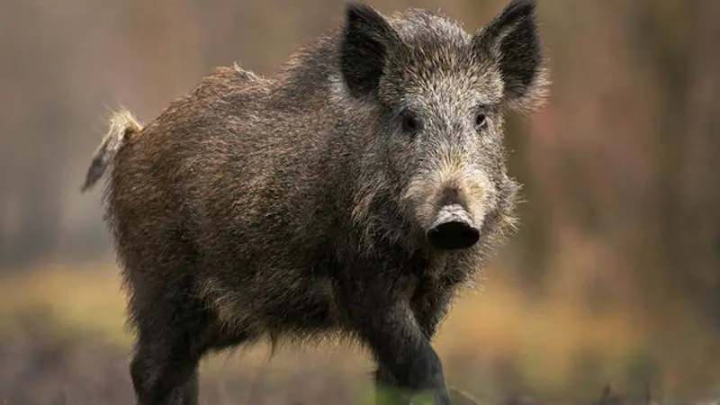 Assalito da un cinghiale in fuga, muore cacciatore nel Cuneese