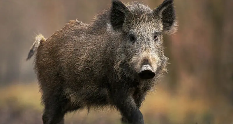 Assalito da un cinghiale in fuga, muore cacciatore nel Cuneese