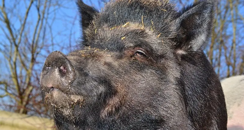 Uccidono cinghiale con una roncola, denunciati