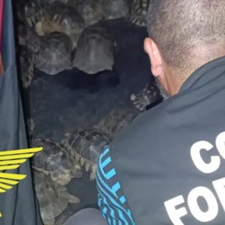San Teodoro, detiene 54 tartarughe in una tenda da campeggio: denunciato